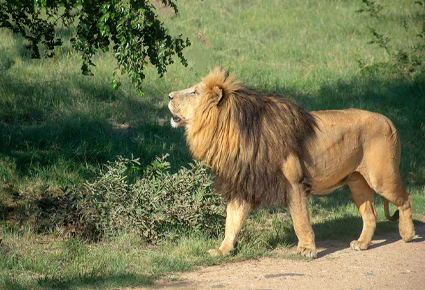 3days-camping-safari